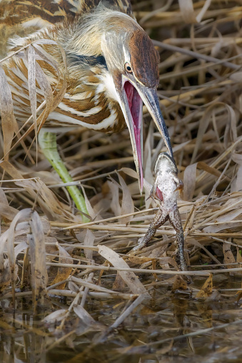 A wetland pond with a American Bittern (Botaurus lentiginosus) eating a frog near the shore. Is in the heron family. Head shot. Edited.