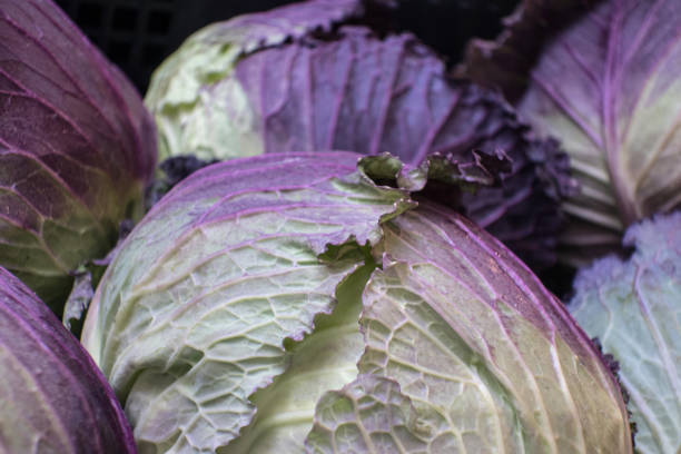 istock Red Cabbage on Street Market in Venice 1473628786