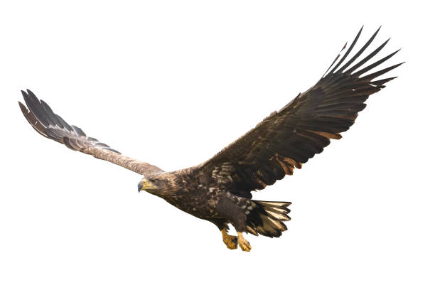 istock Majestic predator White-tailed eagle, Haliaeetus albicilla in Poland wild nature - isolated on white background - flying bird 1473629165