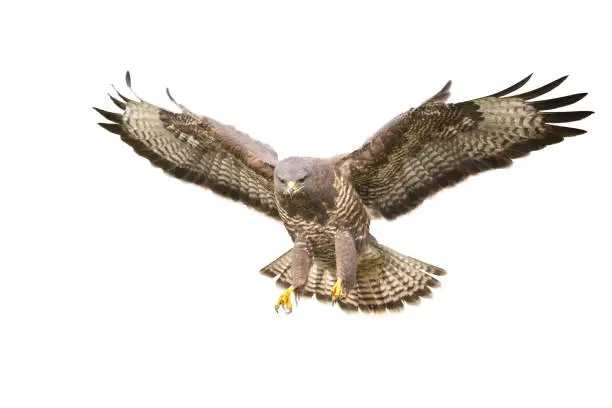 Bird of prey Common Buzzard Buteo buteo isolated on white background, silhouette bird in flight cut out on a white background for use in graphic arts