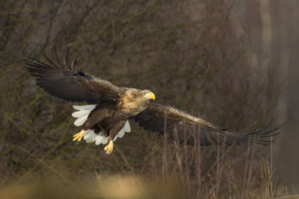 istock Majestic predator White-tailed eagle, Haliaeetus albicilla in Poland wild nature 1473629216