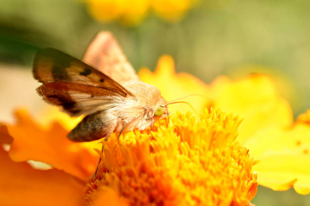 A close-up of a diurnal butterfly that perches on a flower to collect nectar.