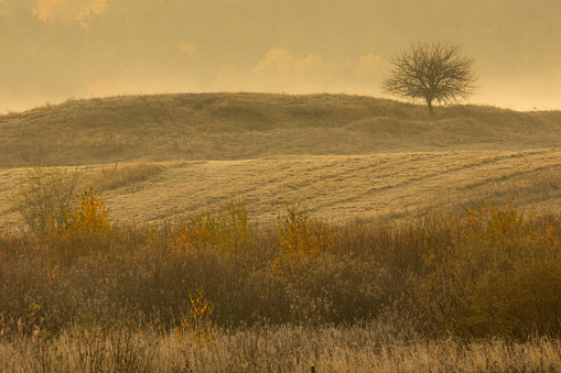 Landscape - amazing autumn trees, morning time, misty Poland Europe