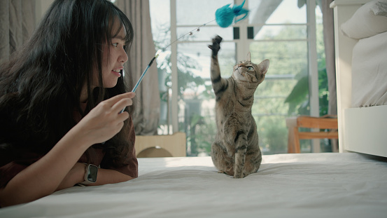Woman playing a feather toy with cat in white bedroom. a cute  cat looking curiously at a feather toy. ,Thailand ,lifestyles ,Happy cat