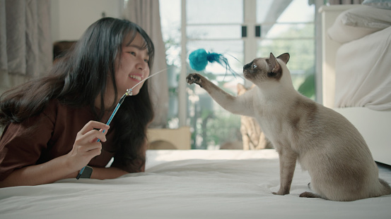 Woman playing a feather toy with cat in white bedroom. a cute  cat looking curiously at a feather toy. ,Thailand ,lifestyles ,Happy cat