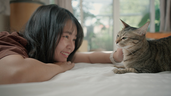 Young Asian Woman petting, looking lovingly and smiling at her kitten, \nthey both look at each other lovingly and happily on white bed in bedroom. Sunlight through from windows. ,Thailand ,lifestyles ,Happy cat