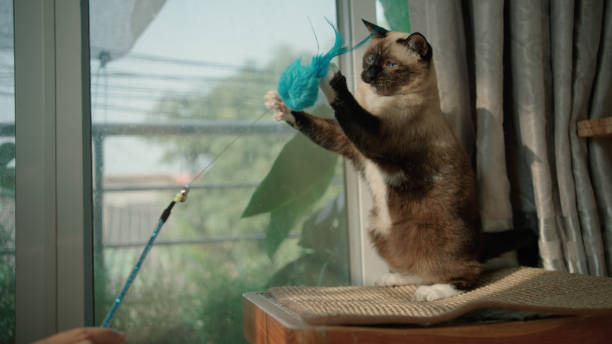 istock Playful cat is plays with a feather toy. 1473630108