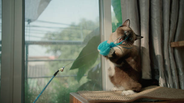 Playful cat is plays with a feather toy.