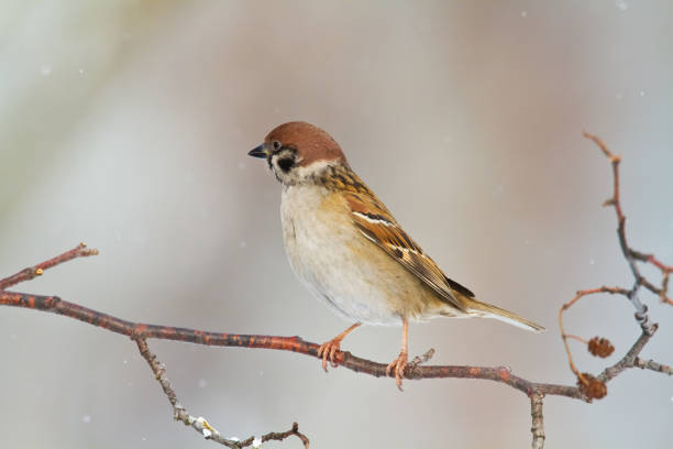 istock Bird - Tree sparrow Passer montanus perching on tree, blurred background, wildlife Poland Europe, winter time 1473630278