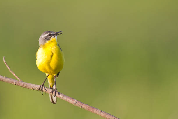 istock Bird - Yellow Wagtail on meadow, Poland Europe 1473630304