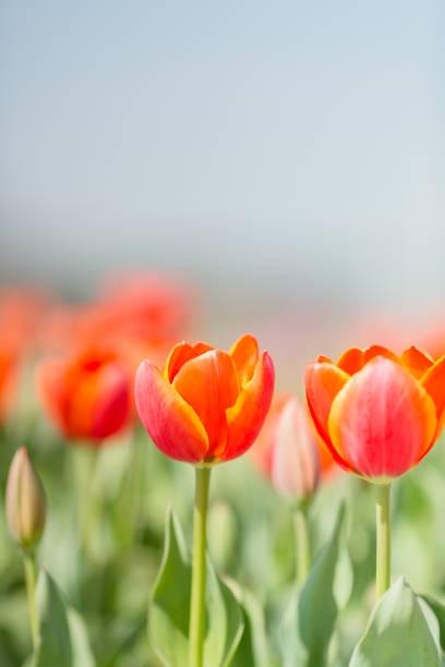 Beautiful Red Tulips. stock photo
