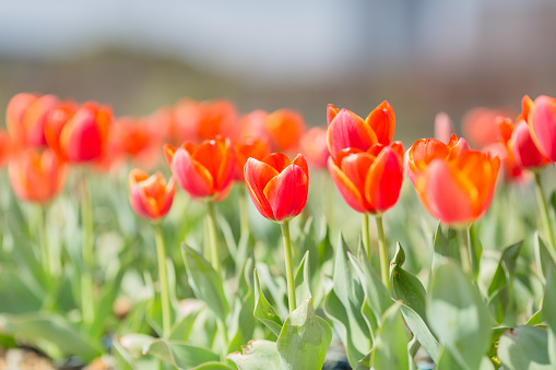 bunch of orange tulips with green leaf on wooden background, top view. Spring fresh time. Free copy space.