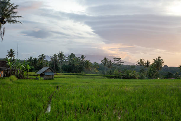 istock Indonesian Rice Patty in the morning 1473633411
