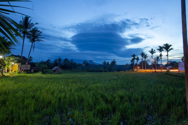 istock Indonesian Rice Patty in the morning 1473633420