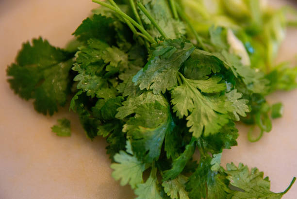 istock Bunch of cilantro 1473633426