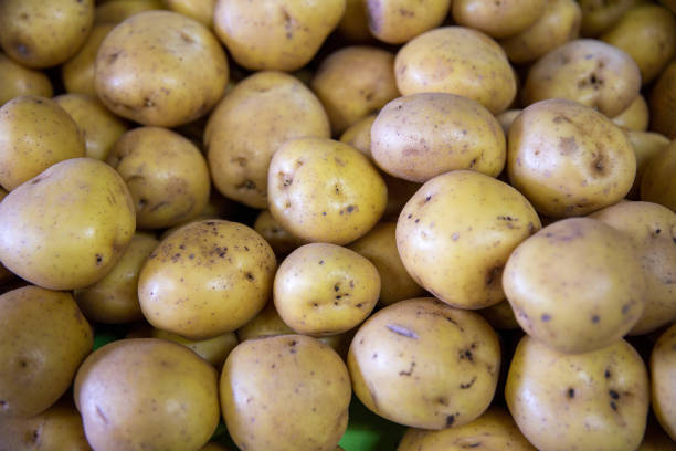 istock Close up of Potatoes 1473633441