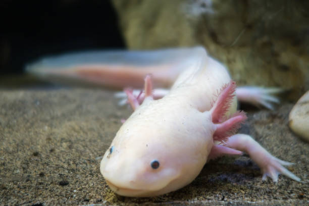 istock Axolotl on the sand 1473633519