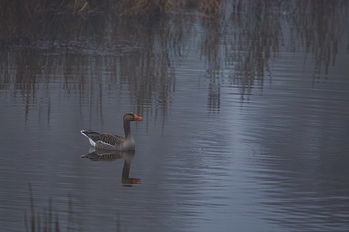 Wild Goose in the swamps and fog of the Werra River