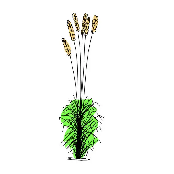 Vector illustration of Abstract hand drawn outline plant with color. Vector illustration.