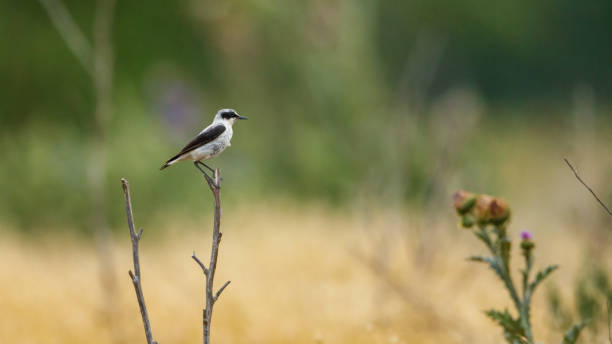 A black eared wheatear in the Danube Delta A black eared wheatear in the Danube Delta oenanthe hispanica stock pictures, royalty-free photos & images