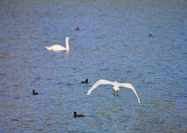 White little egret bird Egretta garzetta with spread wings and Eurasian swan in the back ,blurred, flying on a blue lake. White egret in natural habitat.