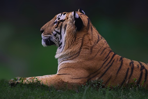 Siberian tiger in the winter. The tiger is resting lying down on the snow and staring into the distance. White snow highlights the orange color of its fur. Characteristic patterns and textures of fur are clearly visible.