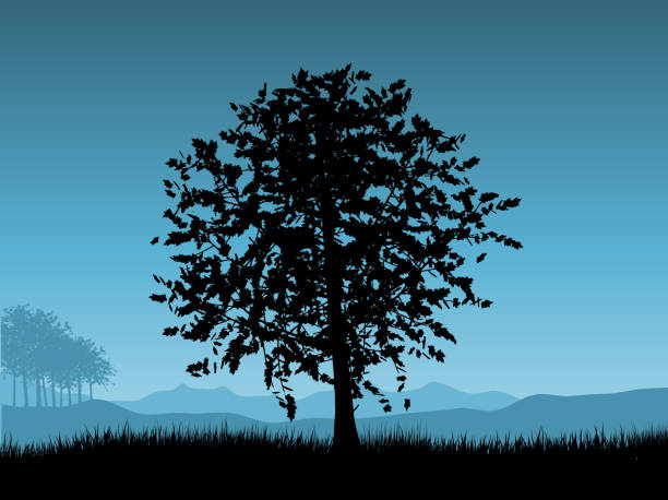 Free Stock Photo of Silhouette of a tree against the sky | Download ...