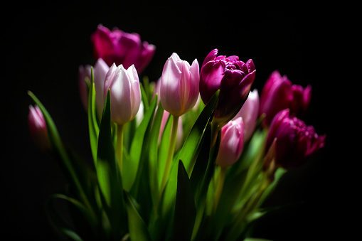 Pink tulips isolated on black bacground