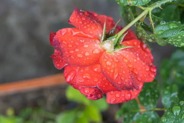 Hot cocoa rose flower bloom in garden spring summer time