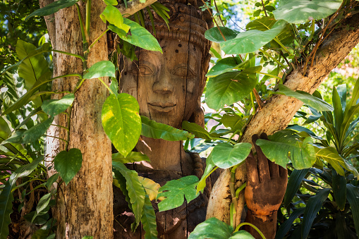Old Wooden Statues in Rainforest