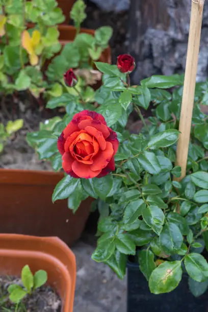 Hot cocoa rose flower bloom in garden spring summer time