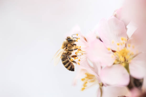 istock flowers almond almods tee bee steams pollination macro 1473640932