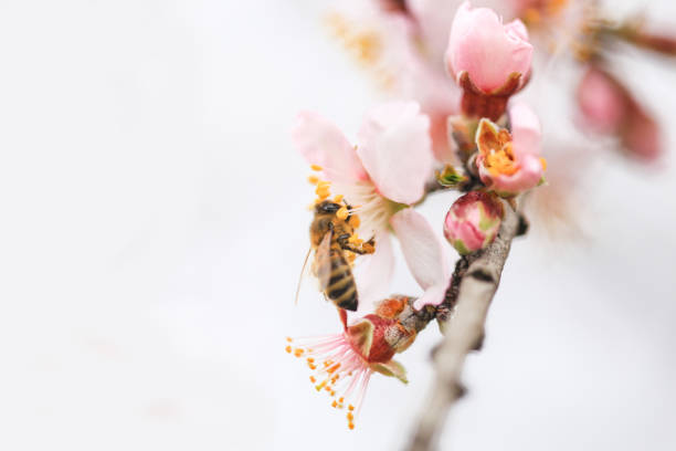 istock flowers almond almods tee bee steams pollination macro 1473640965