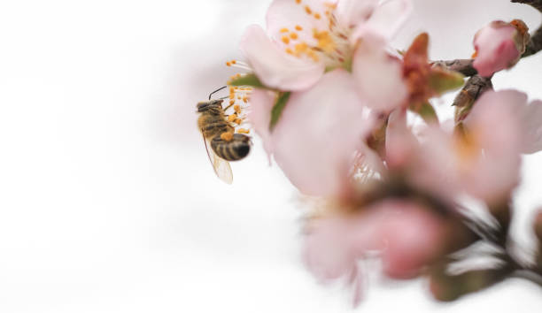 istock flowers almond almods tee bee steams pollination macro 1473640967
