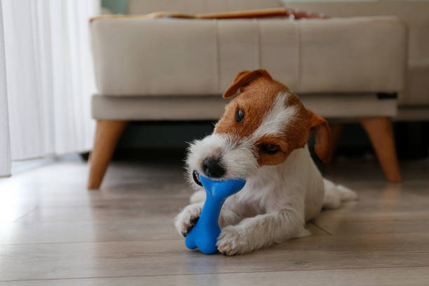 istock Dog with a chewing toy 1473644040