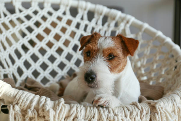 Jack Russell on a rope chair. Sleepy wire haired jack russell terrier puppy lying in the rope papasan chair. Small rough coated doggy falling asleep on weaved armchair at home. Close up, copy space, background. wire haired stock pictures, royalty-free photos & images