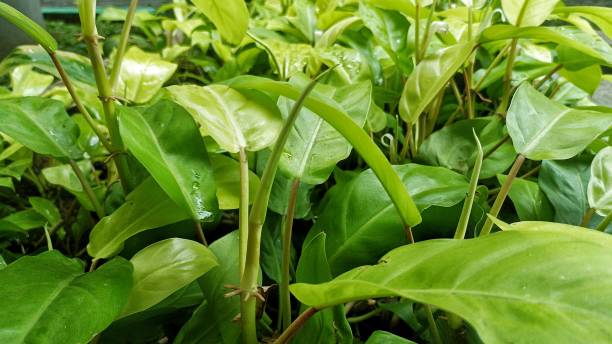 istock Full shot of Leafy Plants 1473644726