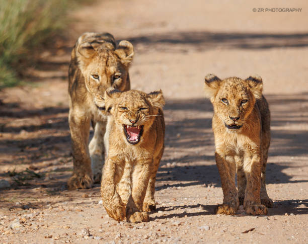 istock The future leader of the Pack 1473645406