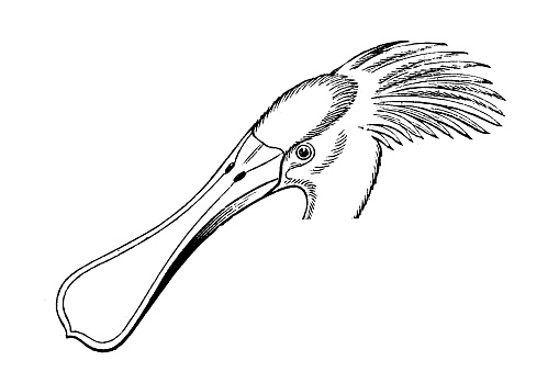 Eurasian spoonbill (Platalea leucorodia)