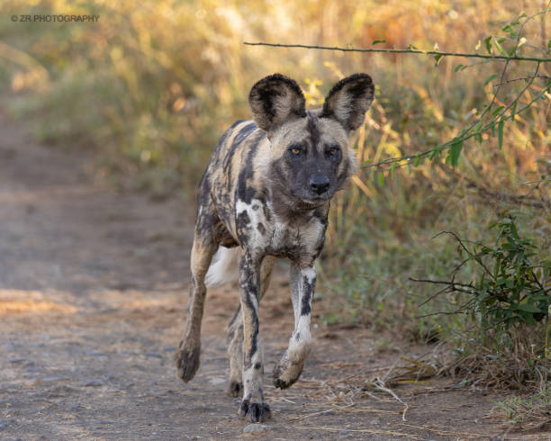 istock We are wild for African Wild dogs 1473646779