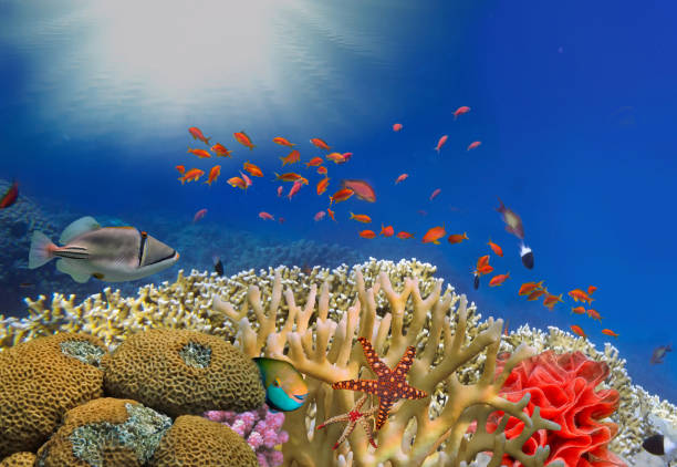 istock Underwater coral reef landscape 1473647727