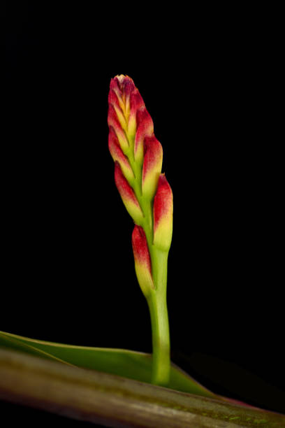 istock Crocosmia plant stage. 1473649601