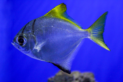 Monodactylidae  or  Silver moony  also known as the Malayan angel.