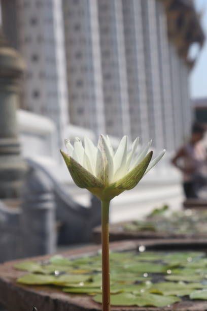 Absorbing the calm inside a Thai temple, where a Lotus emerge from the water