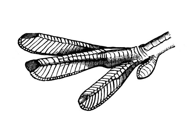 Dabchick foot Dabchick foot little grebe (tachybaptus ruficollis) stock illustrations
