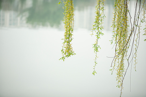 flowering trees in spring landscape, blurred floral spring background with green meadow in foreground, pollen allergy alert, idyllic springtime nature under blue sky with copy space