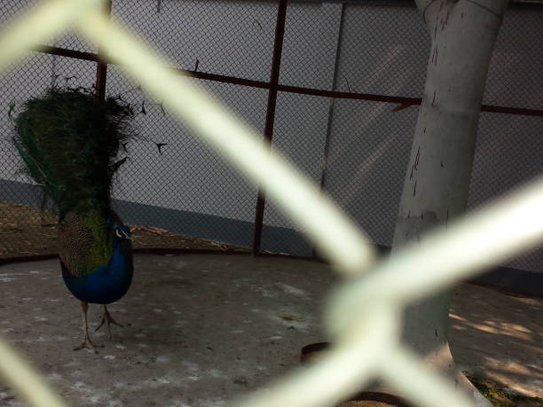 istock Pet peacock at home 1473652755