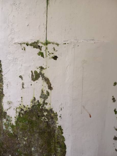 istock walls that have been painted, damp and overgrown with moss 1473652768