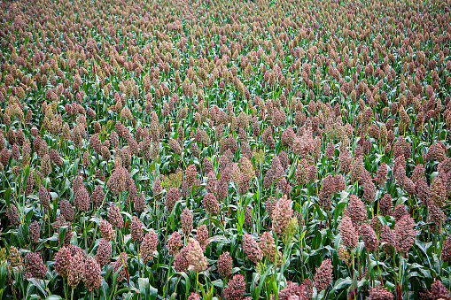 Nature background. Green reeds close-up. Tropical grass grows in the swamp. Flowering reeds.