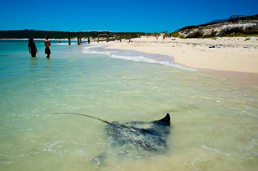 Sting Rays - Hamelin Bay - Australia